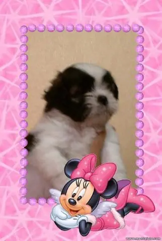 Vendo Filhotes de Lhasa - O meno preço