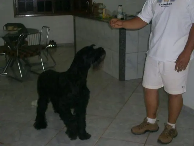 SCHNAUZER GIGANTE - VENDO FILHOTES
