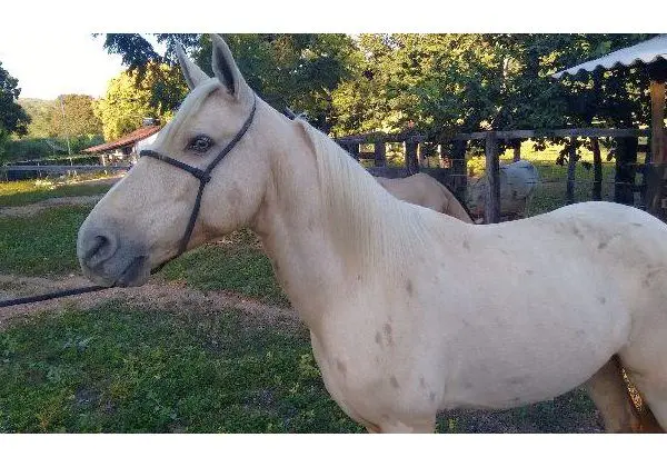 Cavalo Baio Marcha Picada