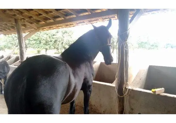 Cavalo Mangalarga Marchador Preto