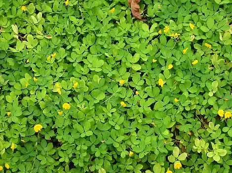 AMENDOIM FORRAGEIRO PARA JARDINAGEM E PASTAGEM