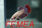 PEIXES BETTAS PARA FESTAS E ANIVERSÁRIOS