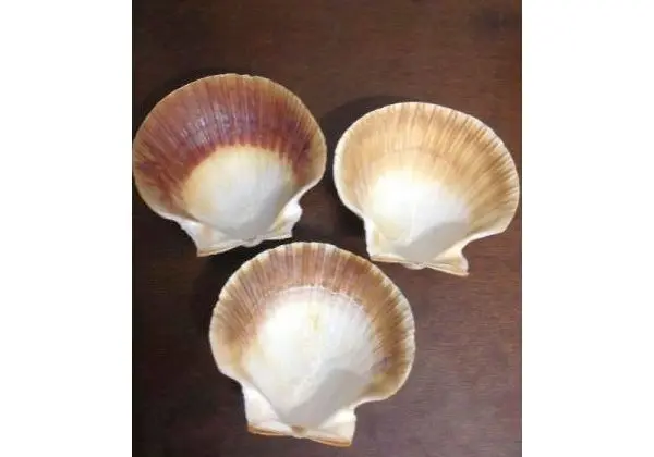 Conchas Naturais