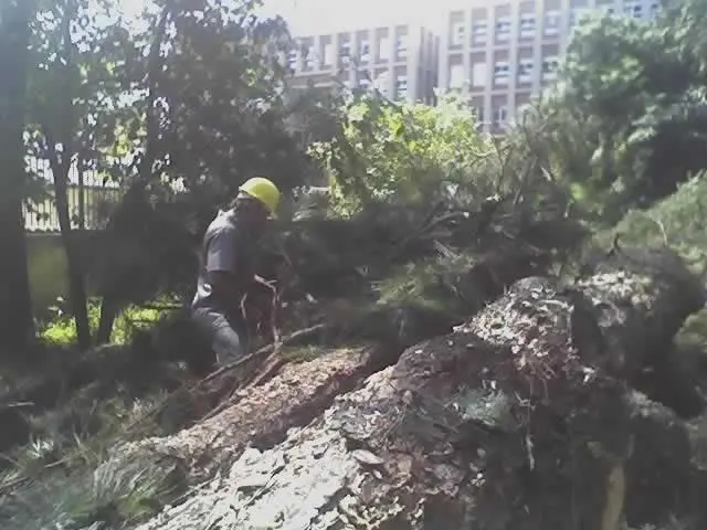 CORTE DE ÁRVORE E REMOÇÃO EM GUARULHOS