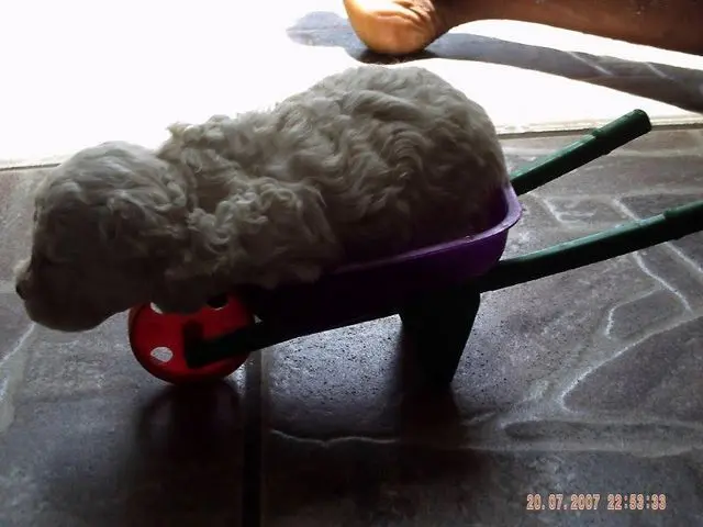 filhote de poodle medio