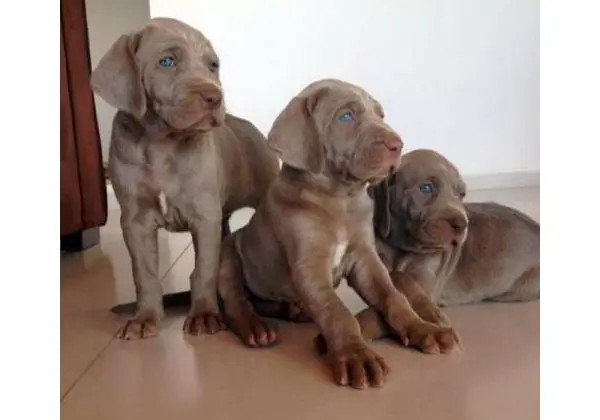Filhotes Weimaraner