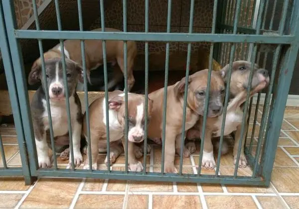 Filhotes fêmeas de American Bully com Pedigree