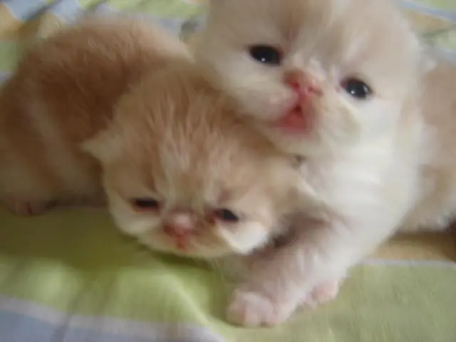 DA UMA OLHADINHA VEJA QUE GRACINHA FILHOTINHO DE GATO PERSA A VENDA