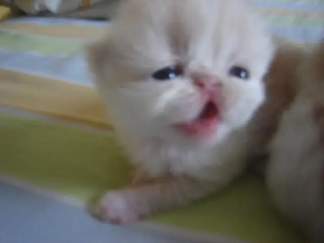 DA UMA OLHADINHA VEJA QUE GRACINHA FILHOTINHO DE GATO PERSA A VENDA