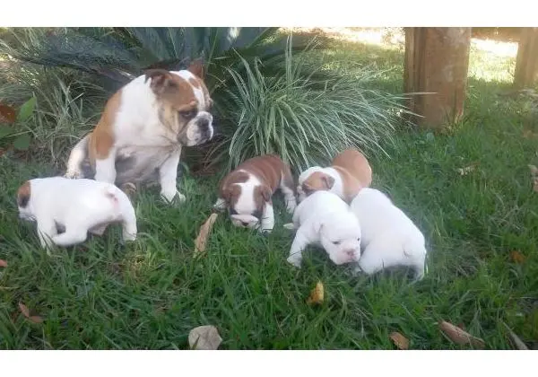 Bulldog Inglês
