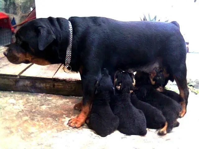 ROTTWEILER SALVADOR BAHIA - CANIL CABRÁLIA - LINHAGEM DE CAMPEÕES