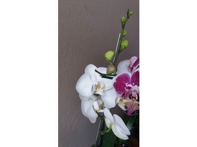 Vendo orquídeas