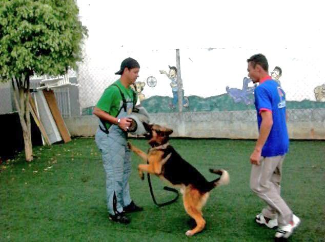 Adestramento de cães