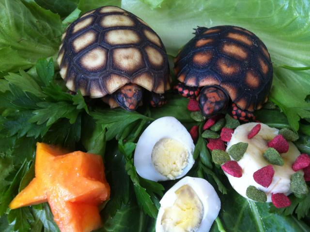 Casal de tartaruga de terra