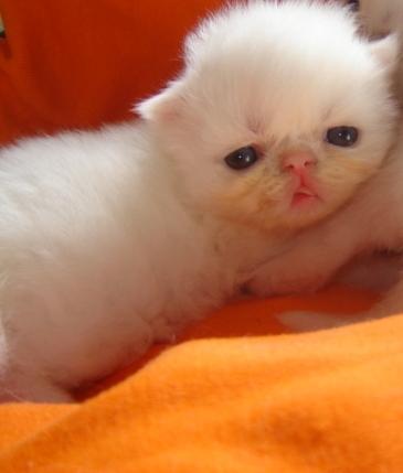 vendo linda filhote de gato persa branca