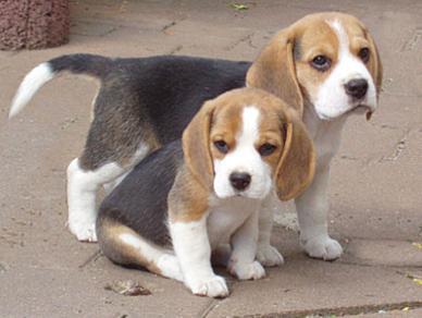 Beagles de 13 polegadas em condições especiais