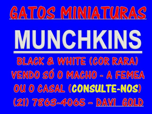 GATINHOS MINIATURAS - CASAL - PRETO-BRANCO - PAGTO PARCELADO