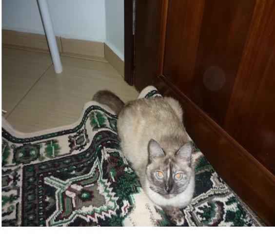 doação de gatinha lindinha siamesa