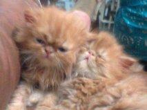 Gato persa carinha bem achatada lindos