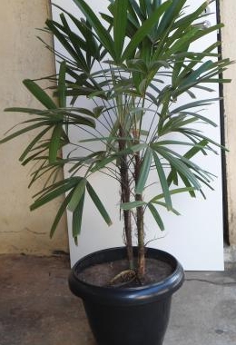 Planta palmeira coqueiro rhapis rápis ráfia ráfis