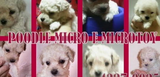 Poodle micro e microtoy - os menores da raça