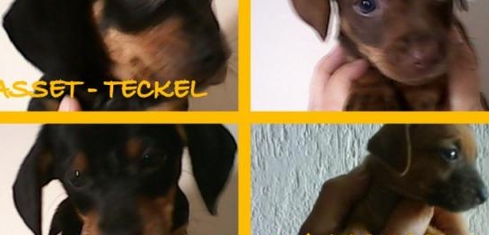 Teckel - dachshund - basset mini e anão