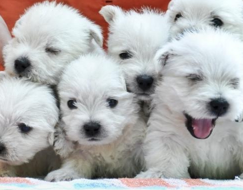 West Highland White Terrier - Canil Especializado