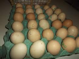 Ovos Galadas de Galinha Caipira com Índio Gigante - 36 ovos