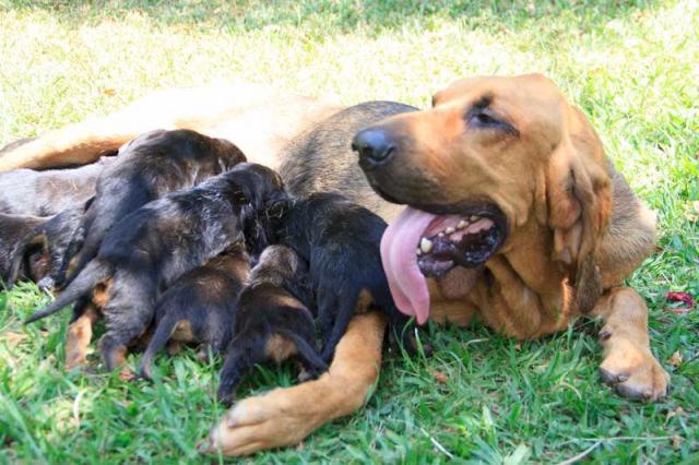 Filhotes De Bloodhound - Cão De Santo Humberto - Microchip - Pedigree CBKC - São 2 Ninhadas - Vermifugados E Vacinados