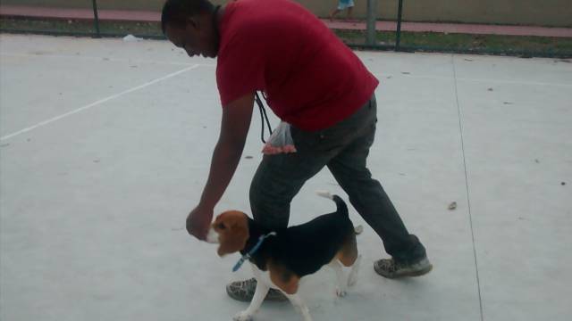 Adestramento inteligente de cães SEM CASTIGO