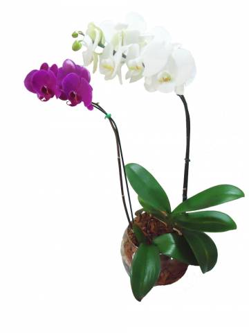 Orquídeas Phalaenopsis Branca e Pink