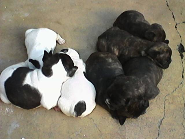 Venda de filhotes de Bulldog Francês - Anchieta-ES