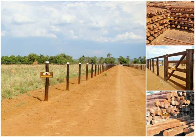 Lascas e mourões de madeira acapu para construções de cercas ecurrais