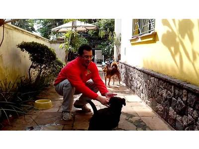 Seu cão se diverte e descansa na Creche e Hotel Ossos do Oficio na Vila Mariana