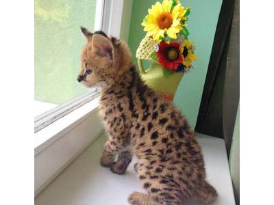 Serval, savannah e caracal gatinhos disponíveis para venda