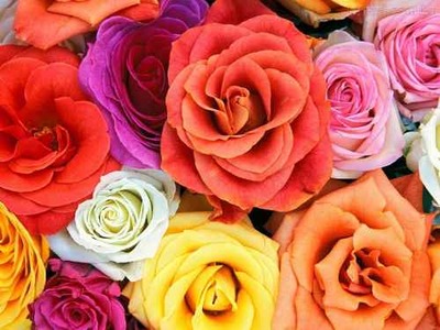 Rosas Naturais Importadas colombianas para Festas - Decoração