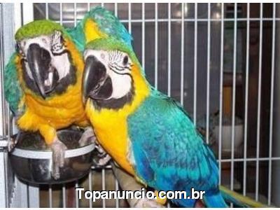 Papagaios lindos e falantes para Macaw de jacinto para o natal