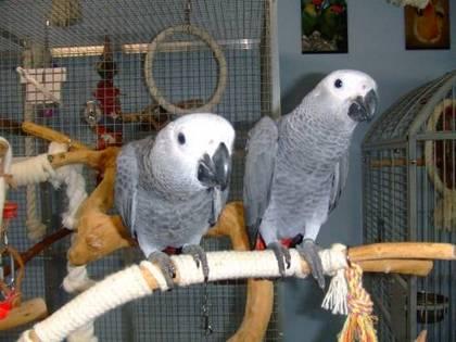 Amigável masculino e feminino congo africano cinzento papagaios