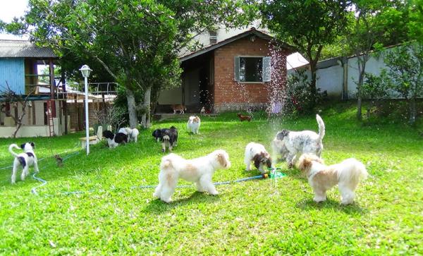 Hotel para cães e gatos em Porto Alegre