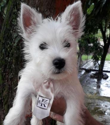 Macho de West Highland White terrier disponiveis  RJ