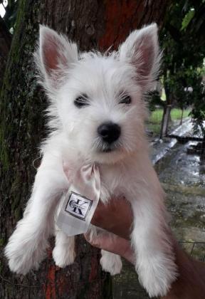 Macho de West Highland White terrier disponiveis  RJ