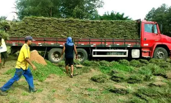 Produtor de Grama Esmeralda, Batatais, Bermuda, São Carlos, Santo Agostinho e Coreana, melhor preço por m2
