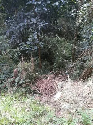 Terreno com mata nativa e ótimo potencial construtivo, para amantes da natureza!