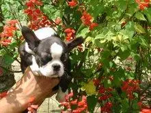 BOSTON TERRIER LINDOS FILHOTES