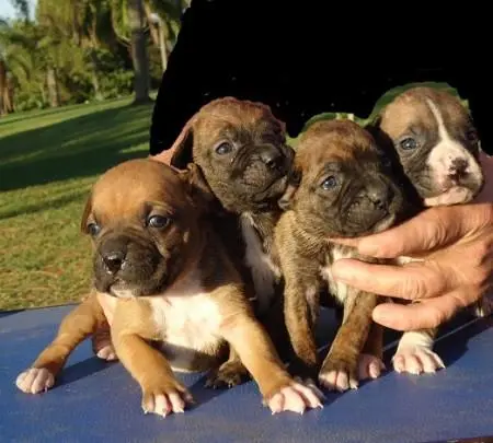 BOXER	LINDOS FILHOTES