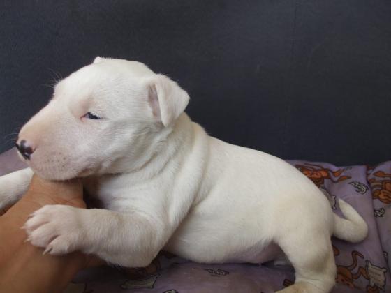 BULL TERRIER  LINDOS FILHOTES