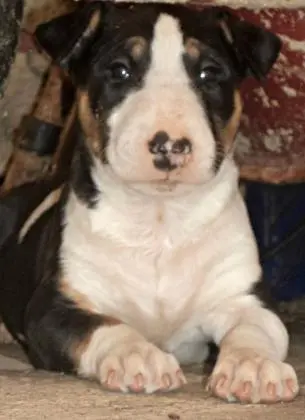 BULL TERRIER  LINDOS FILHOTES