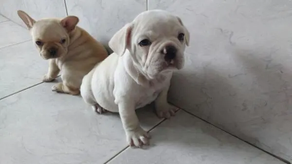 BULLDOG FRANCÊS LINDOS FILHOTES