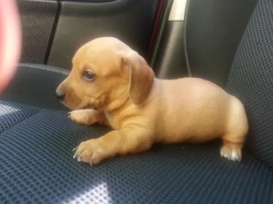 DACHSHUND ANÃO CURTO PELO CURTO PRETO E CANELA  ARLEQUIM LINDOS FILHOTES