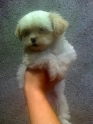 LHASA APSO LINDOS FILHOTES